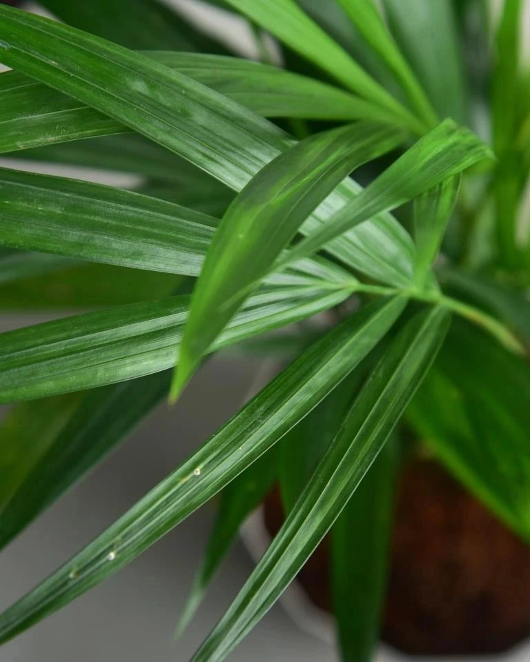 Areca Palm Plant