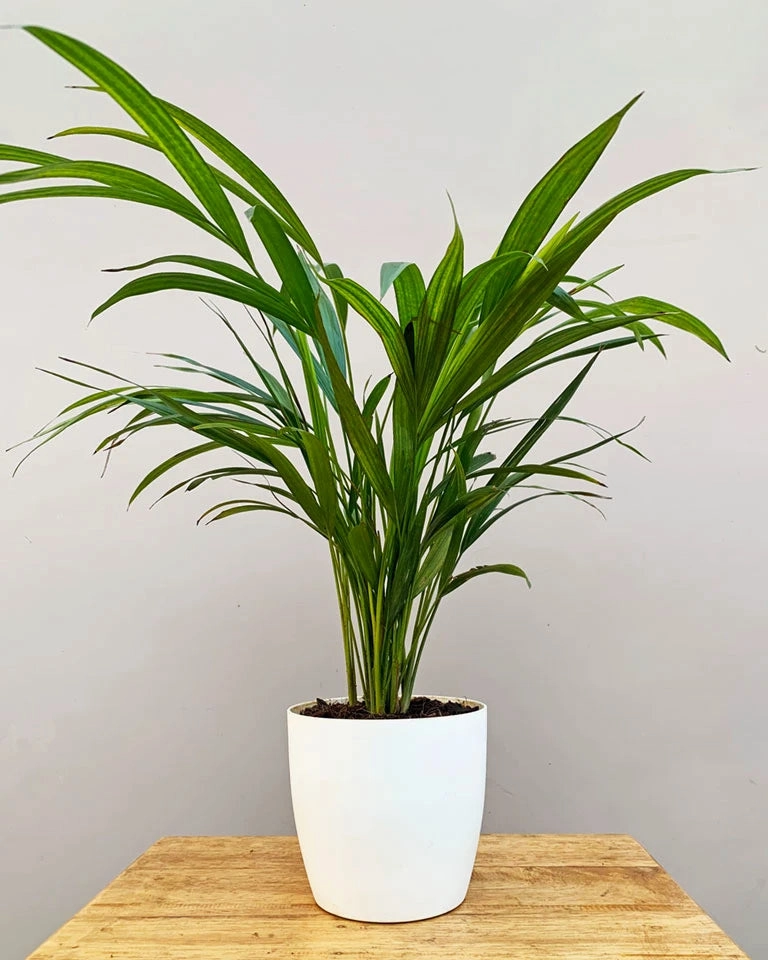 Areca Palm Plant medium flower pot  