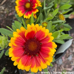 Arizona Sun Blanket Flower | Gaillardia aristata traditional flower vase  