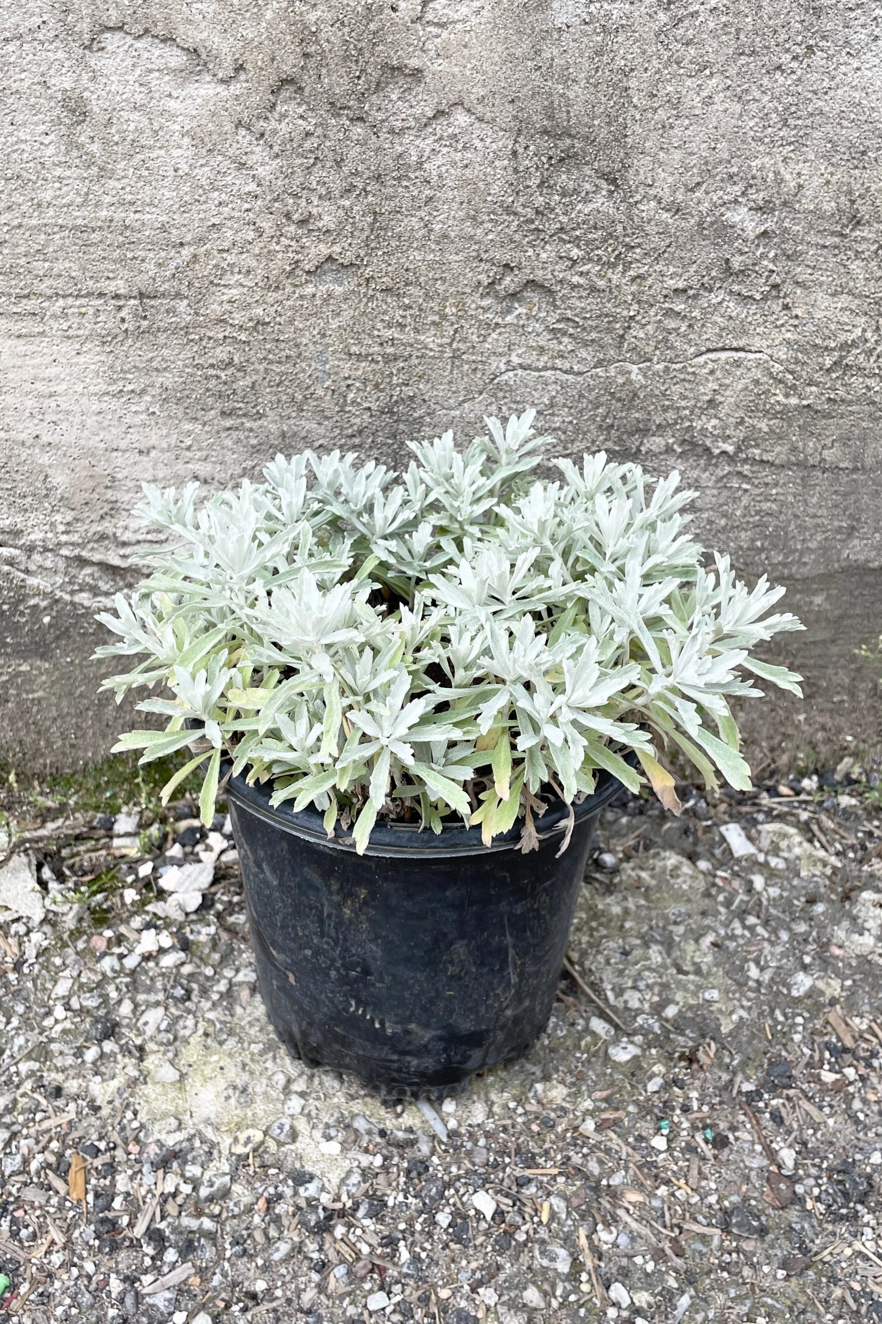 Artemisia 'Garden Ghost' #1