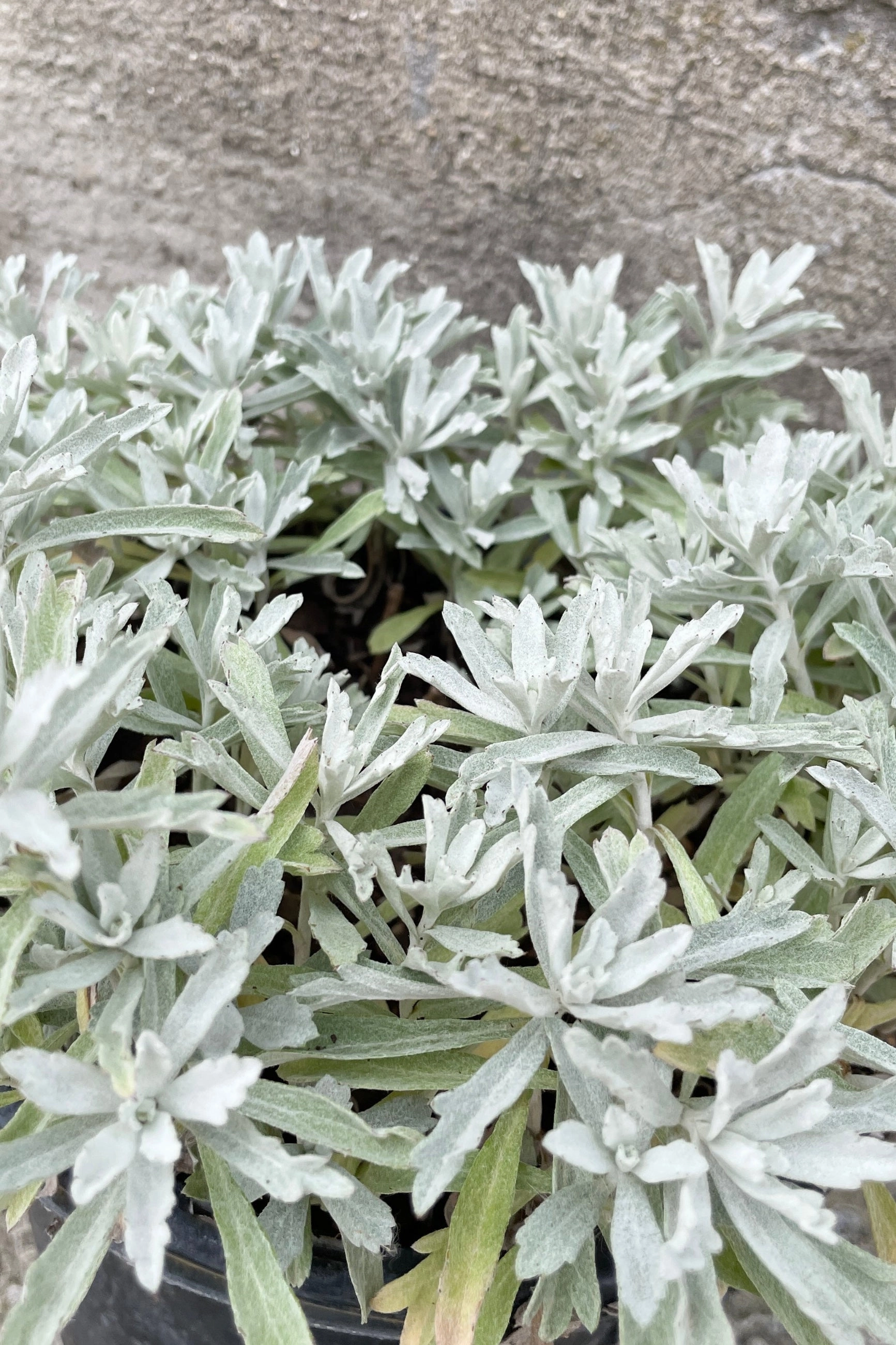 Artemisia 'Garden Ghost' #1 decorative flowerpot  