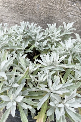 Artemisia 'Garden Ghost' #1 decorative flowerpot  
