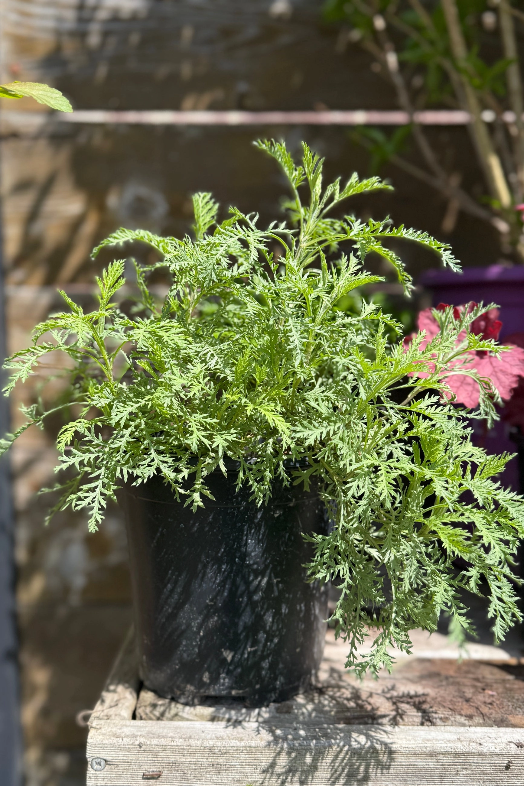 Artemisia g. SunFern 'Arcadia' #1