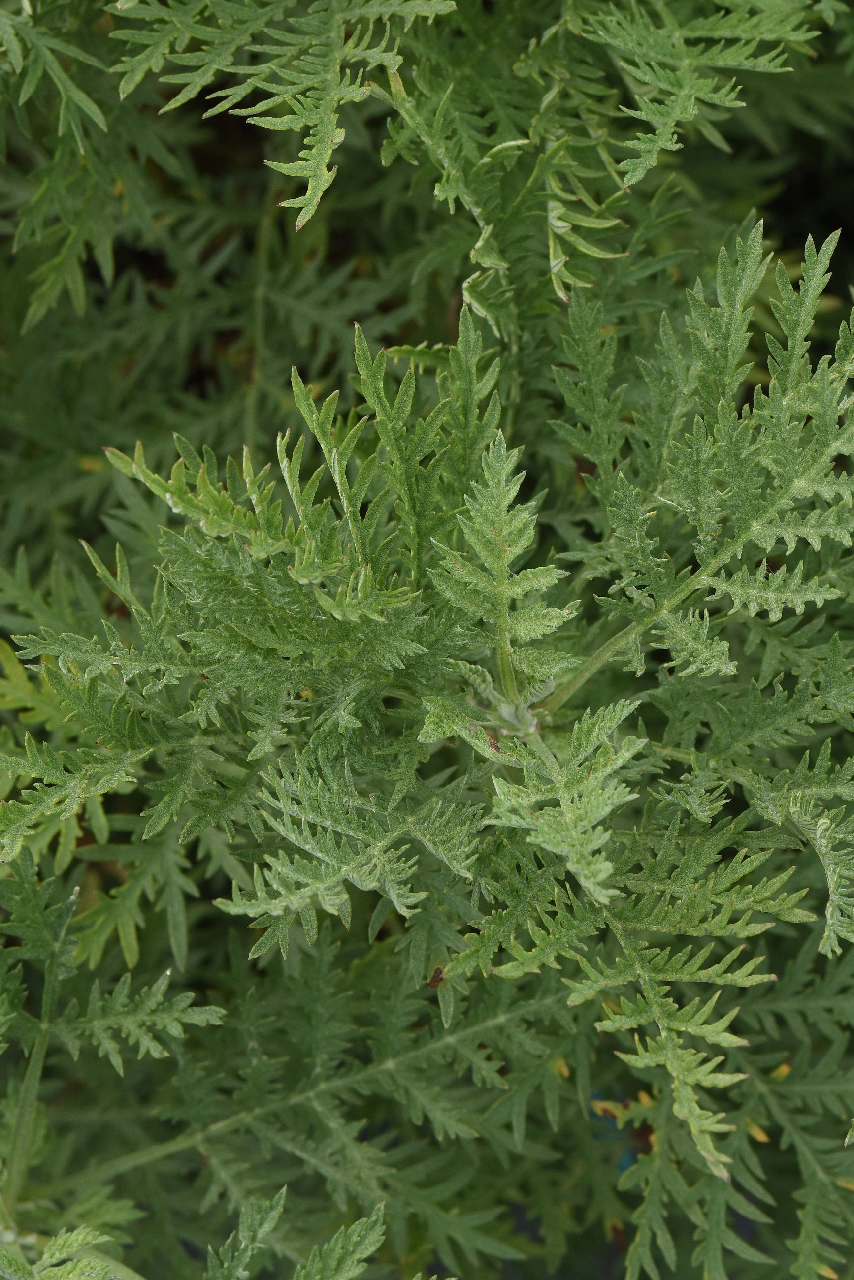 Artemisia g. SunFern 'Arcadia' #1