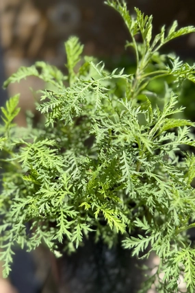 Artemisia g. SunFern 'Arcadia' #1 decorative flowerpot  