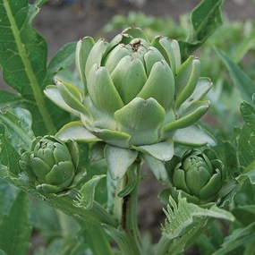 Artichoke, Green Globe small flower pot  