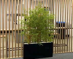  large plants over 100 cm in size