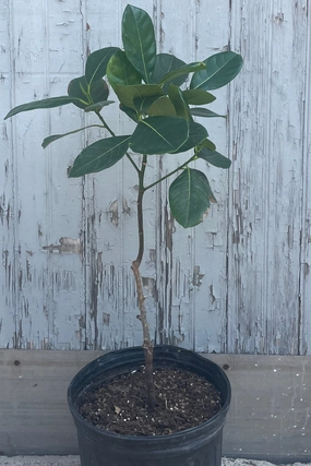 Artocarpus heterophyllus "Jackfruit" 10" medium flower pot  
