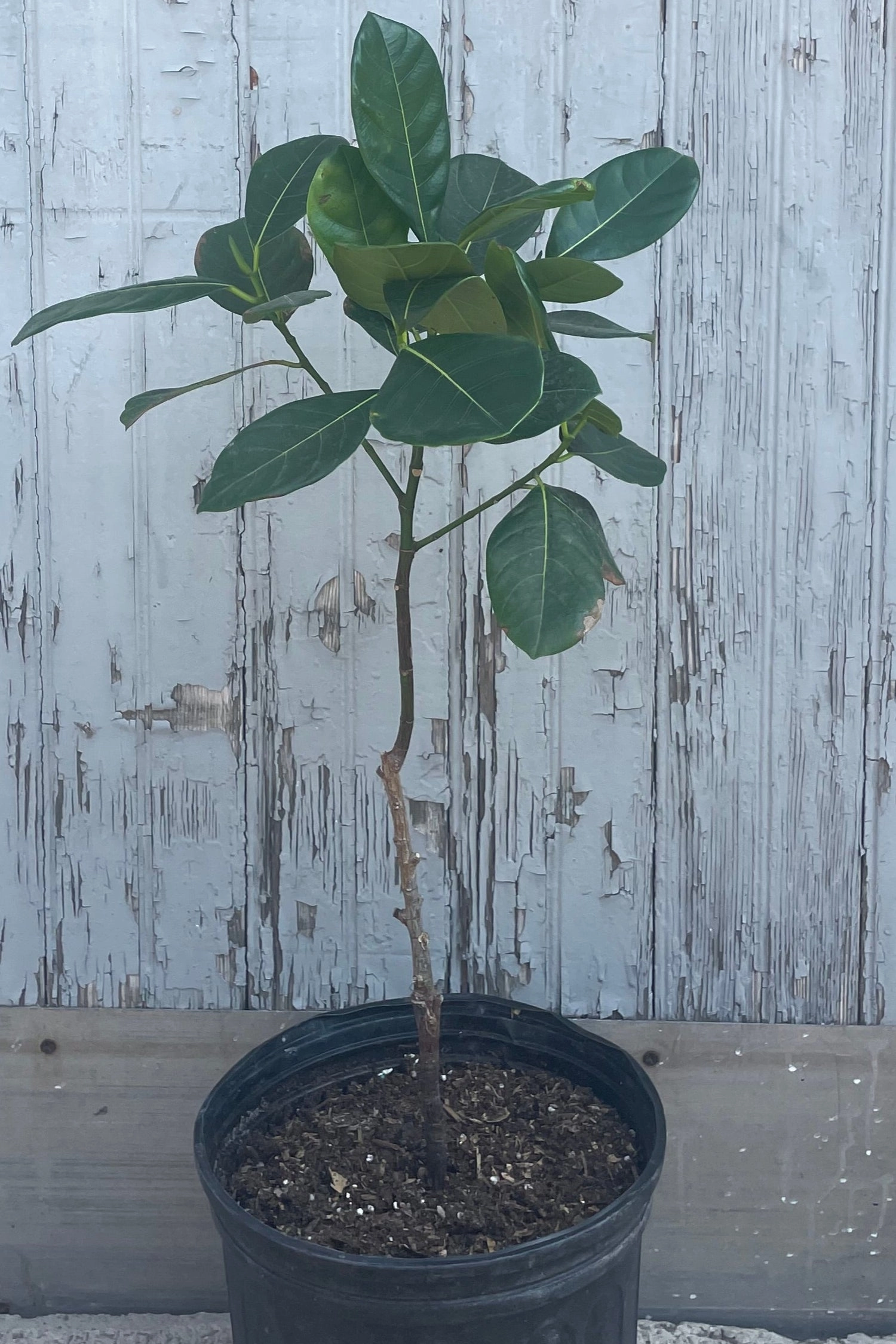 Artocarpus heterophyllus "Jackfruit" 10" medium flower pot  