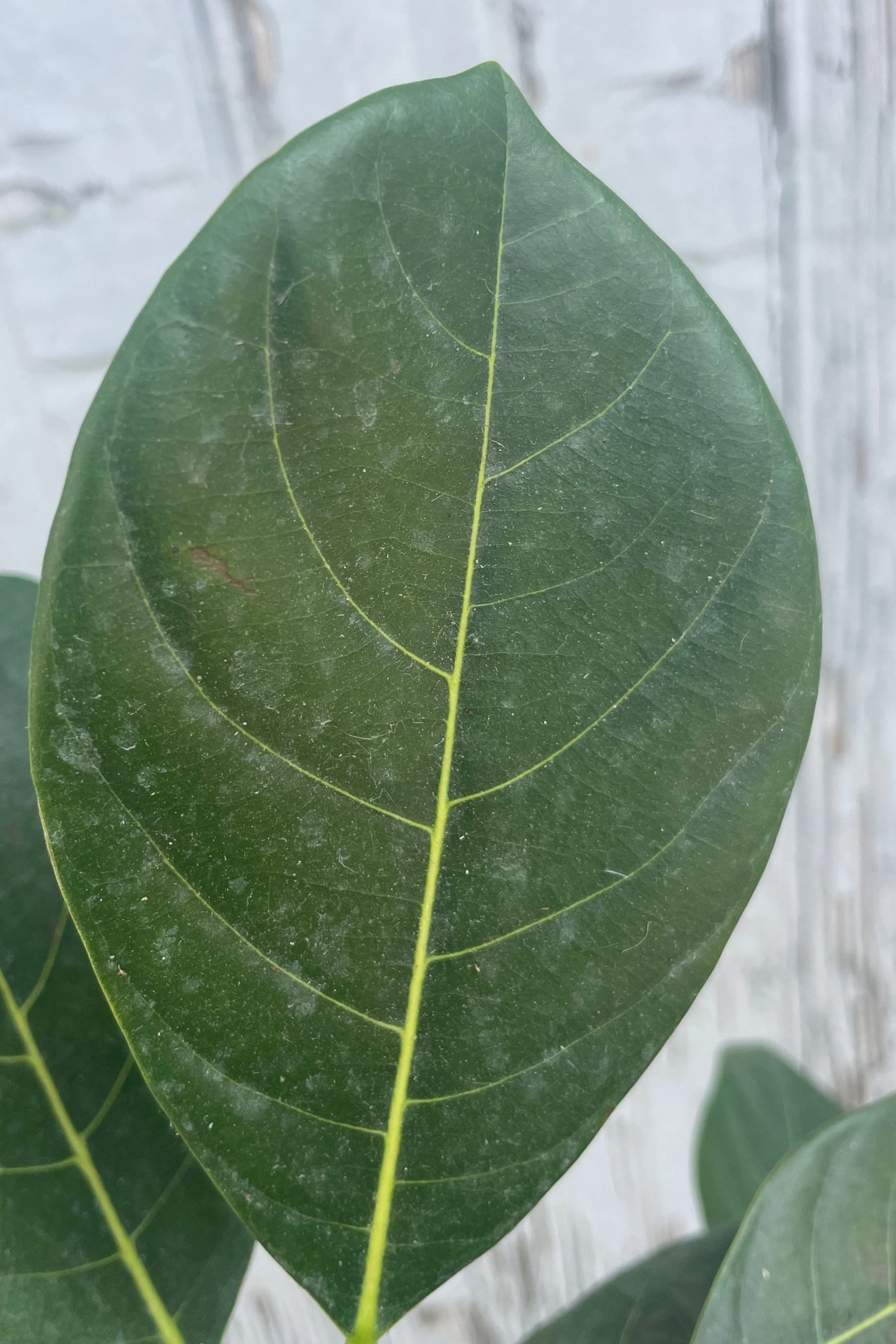 Artocarpus heterophyllus "Jackfruit" 10"