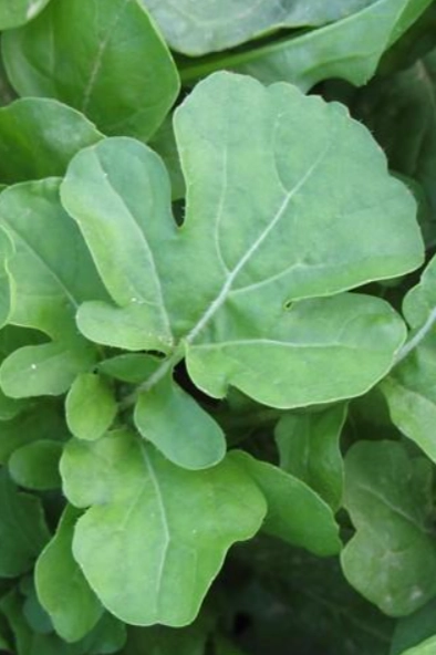 Arugula Art Pack Seeds
