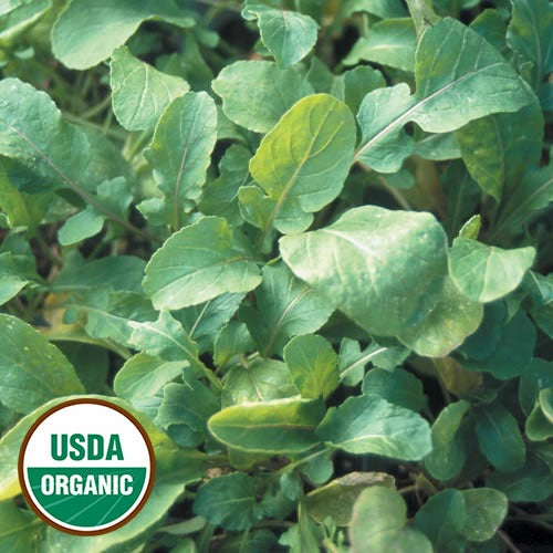 Arugula, Arugula Organic Seeds small flower pot  