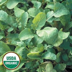 Arugula, Arugula Organic Seeds small flower pot  