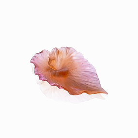 Arum - Pink Bowl mini ornamental plant  