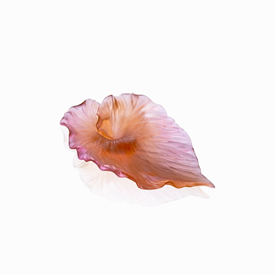 Arum - Pink Bowl mini ornamental plant  