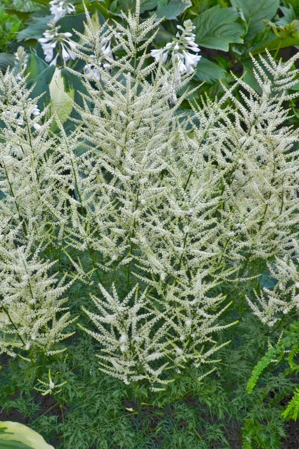 Aruncus 'Fairy Hair' #1 decorative flowerpot  