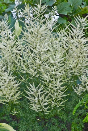 Aruncus 'Fairy Hair' #1 decorative flowerpot  