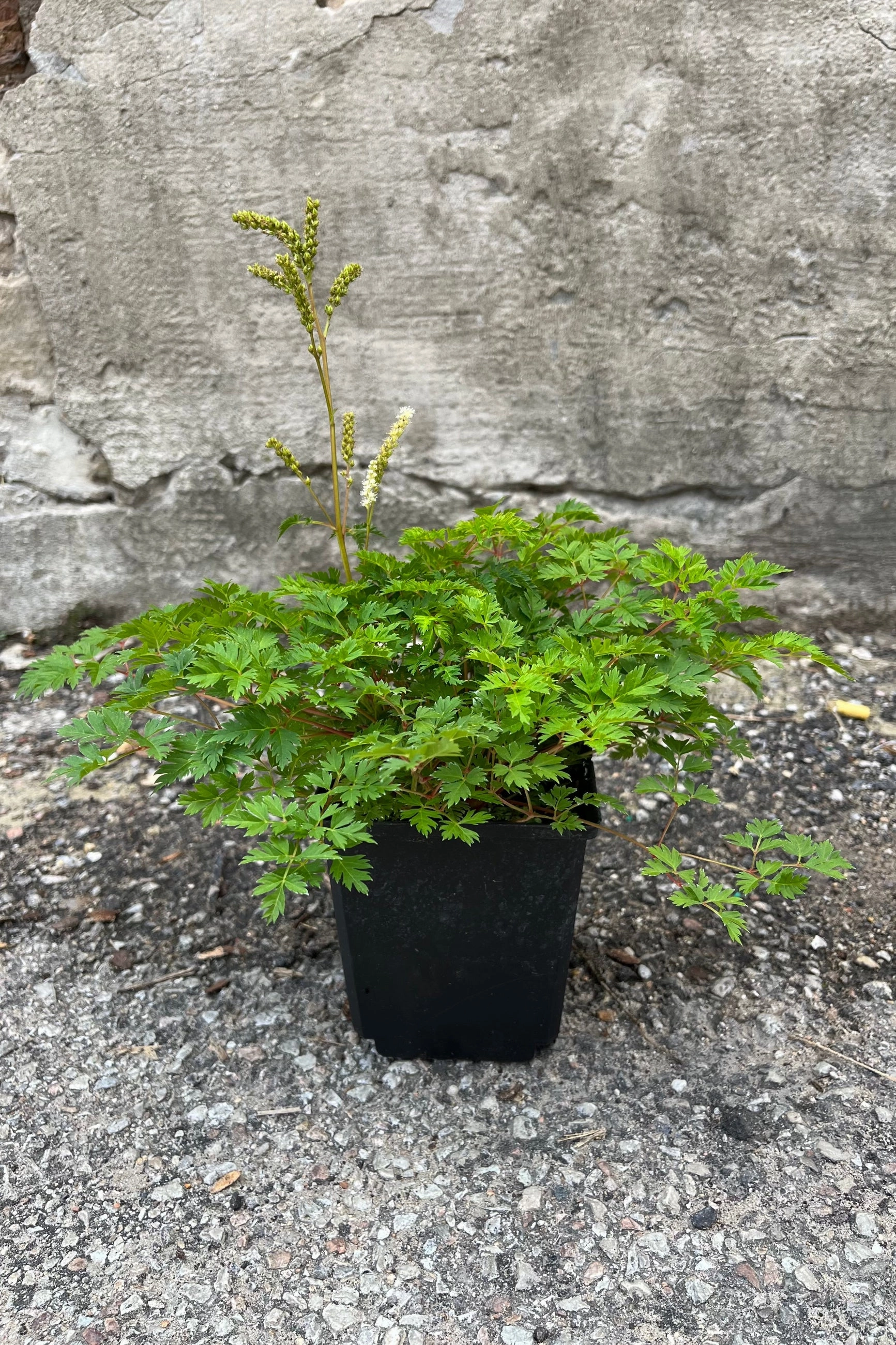 Aruncus a. 'Noble Spirits' #1
