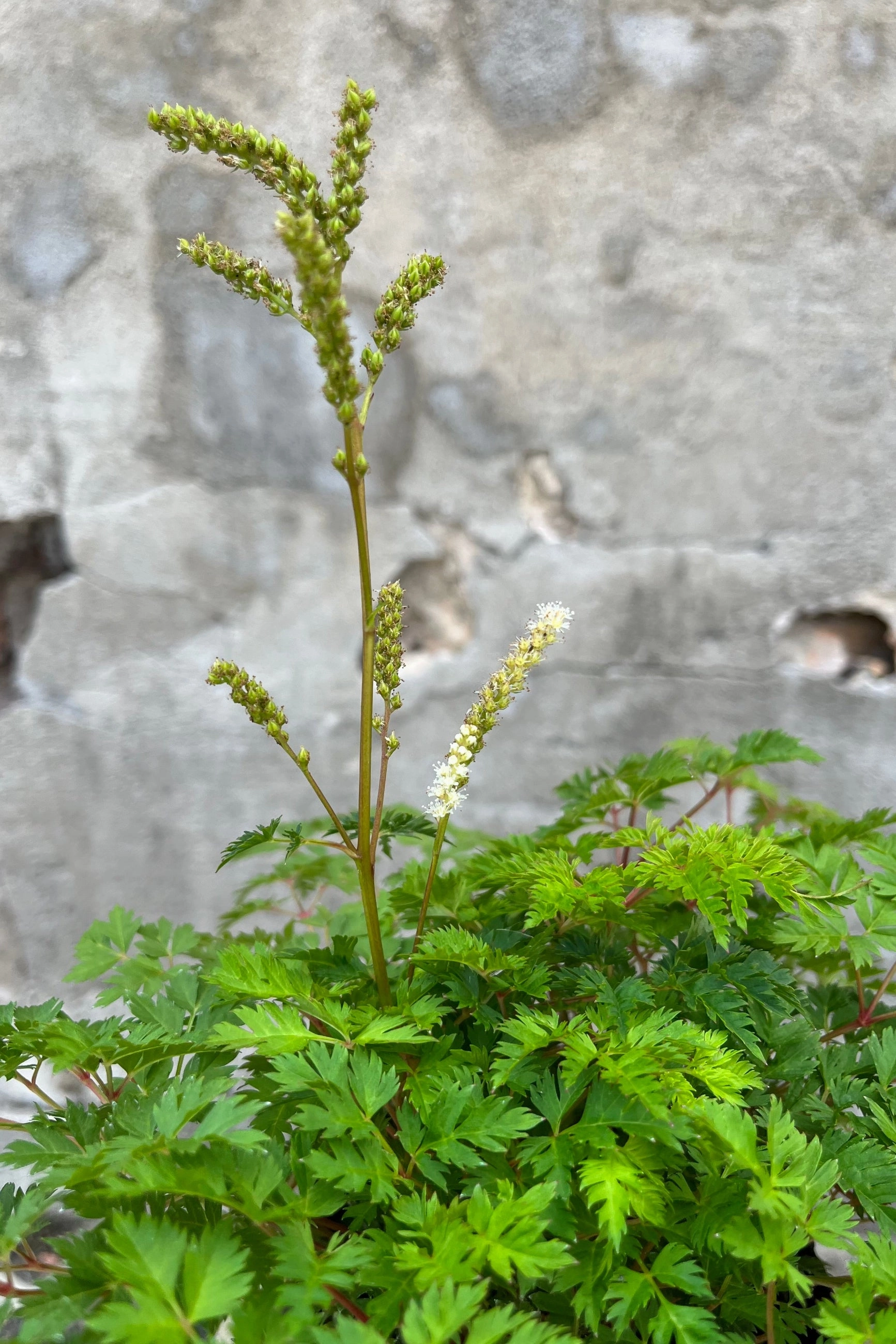 Aruncus a. 'Noble Spirits' #1