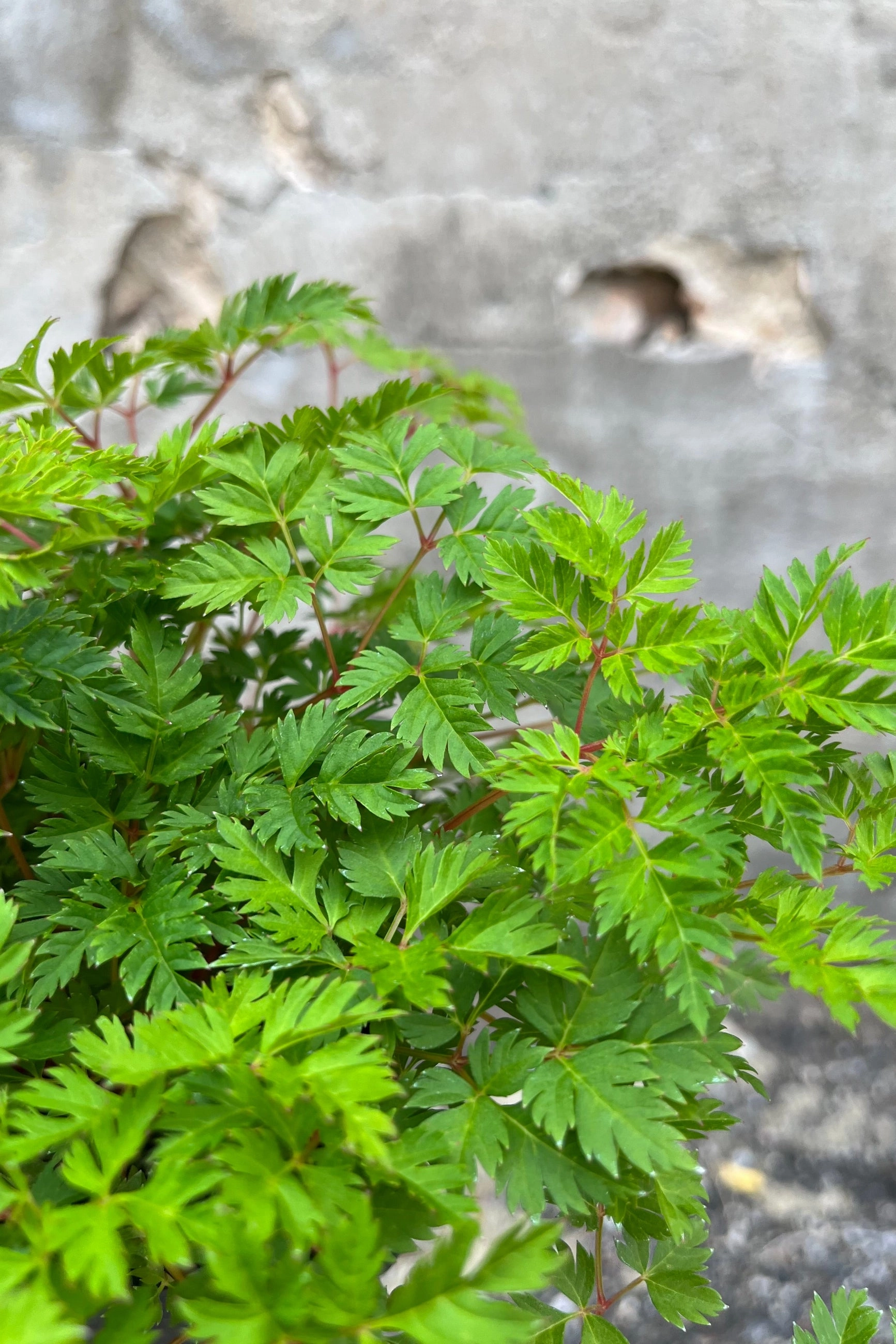 Aruncus a. 'Noble Spirits' #1
