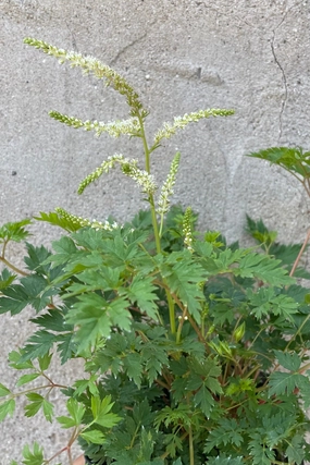 Aruncus a. 'Noble Spirits' 1qt decorative flowerpot  