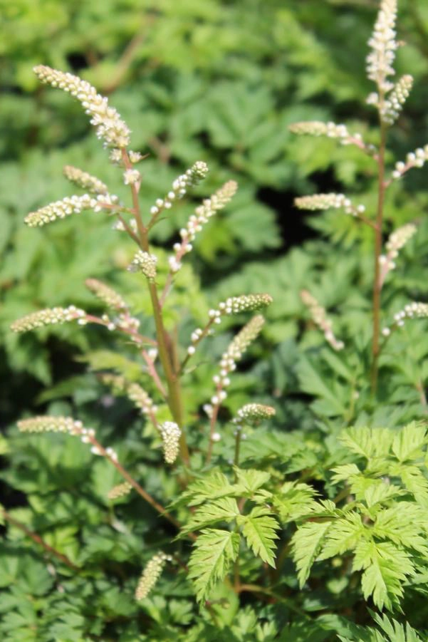 Aruncus a. 'Noble Spirits' 1qt