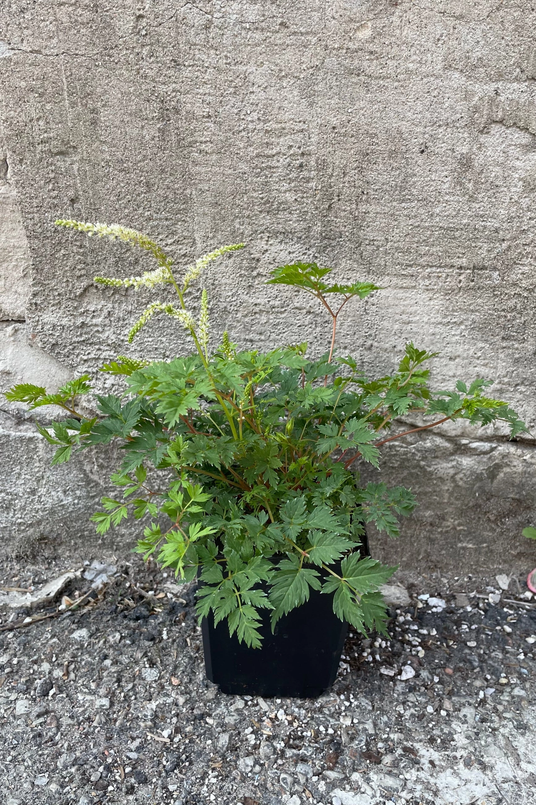 Aruncus a. 'Noble Spirits' 1qt
