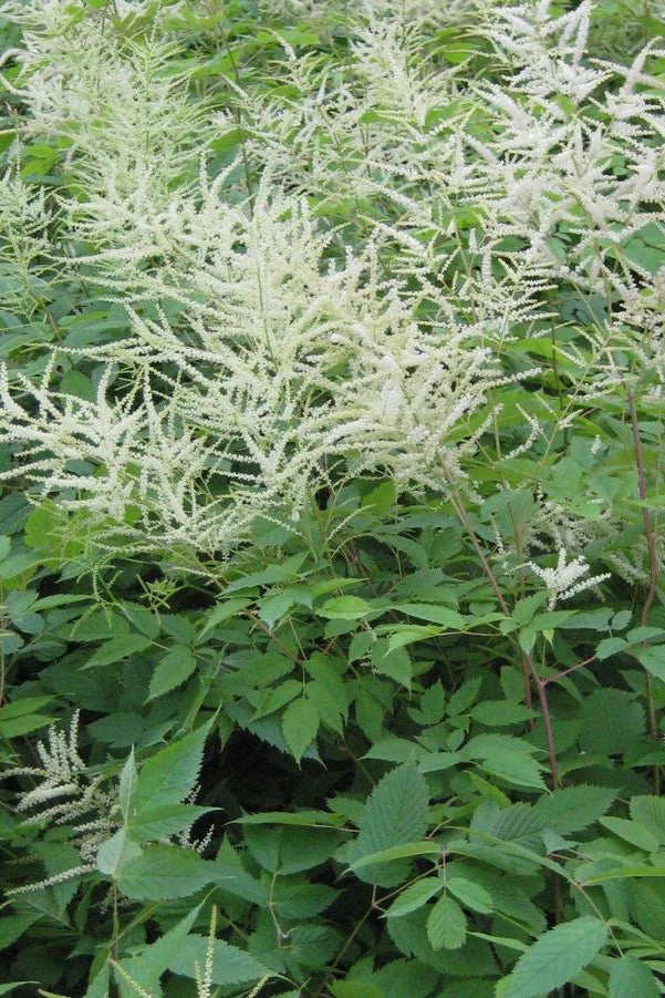 Aruncus diocus #1