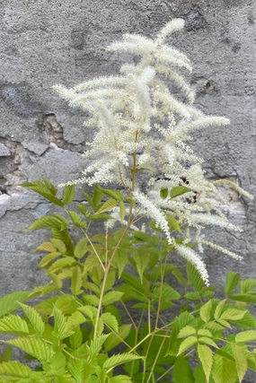 Aruncus diocus #1 decorative flowerpot  