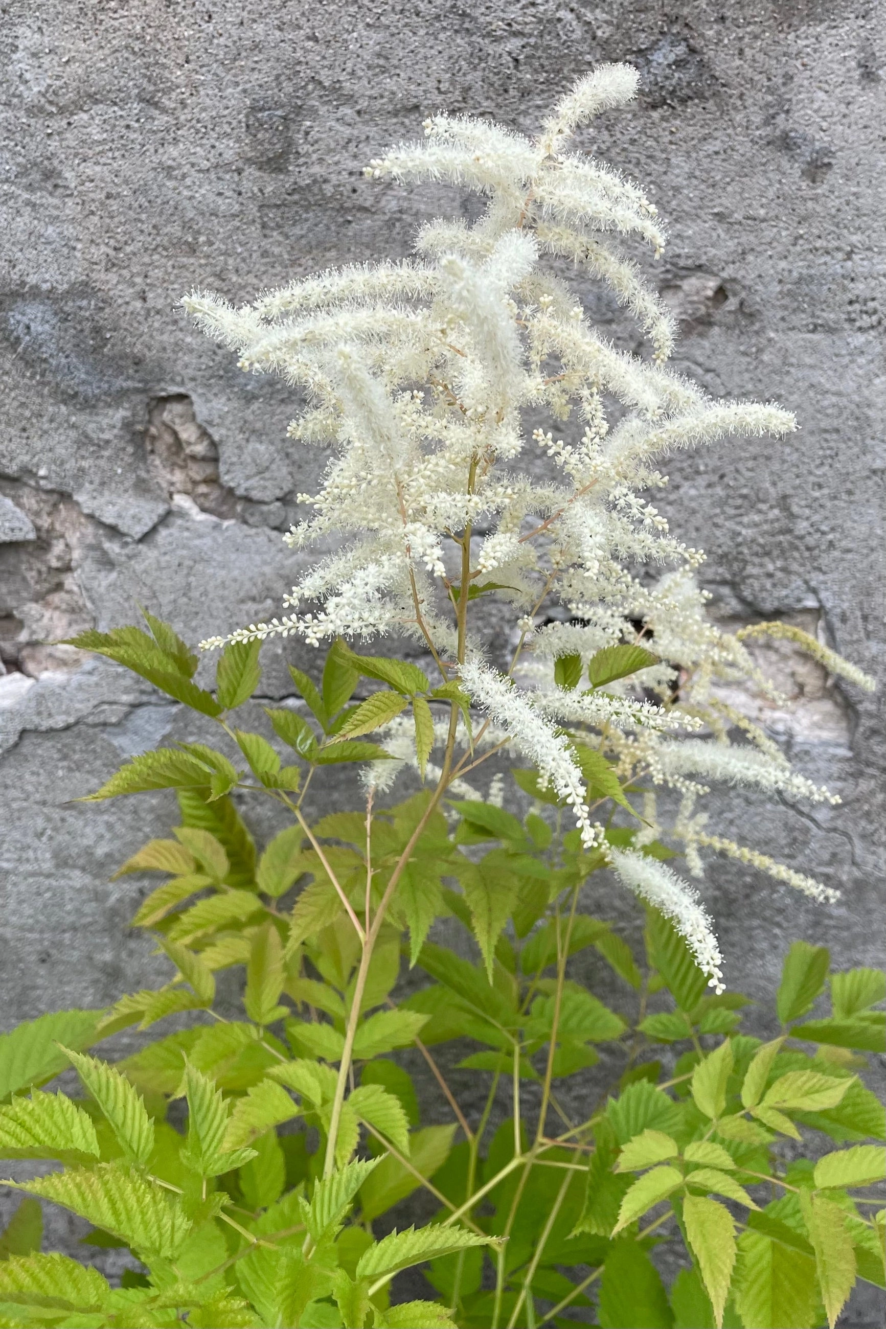 Aruncus diocus #1 decorative flowerpot  