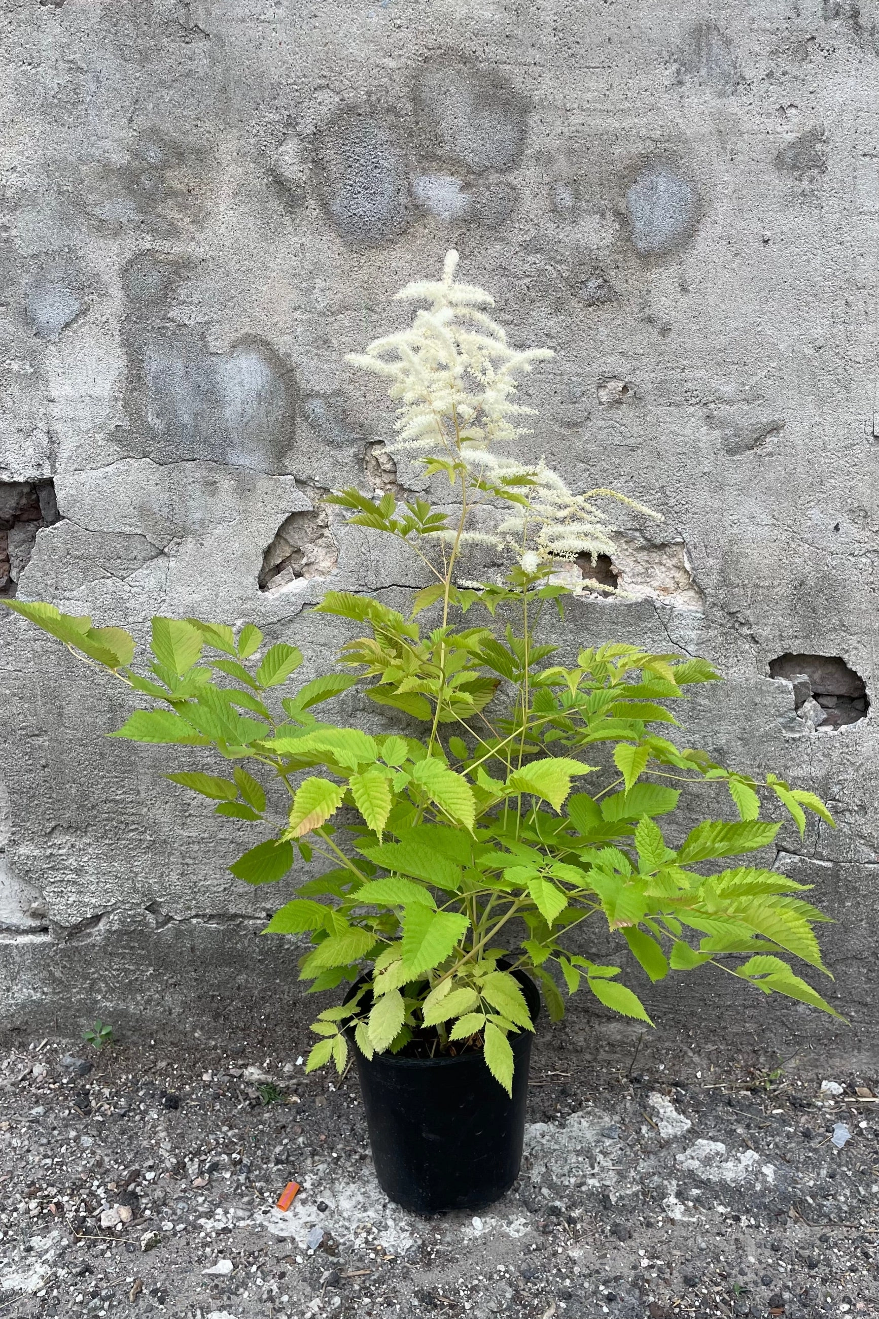 Aruncus diocus #1