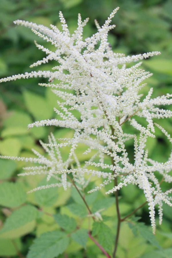 Aruncus diocus #1