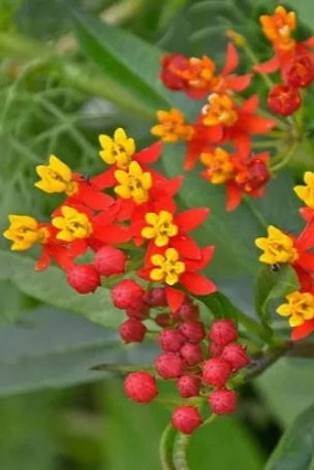 Asclepias curassavica 4.5" decorative flowerpot  