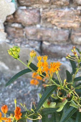 Asclepias tuberosa #1 decorative flowerpot  