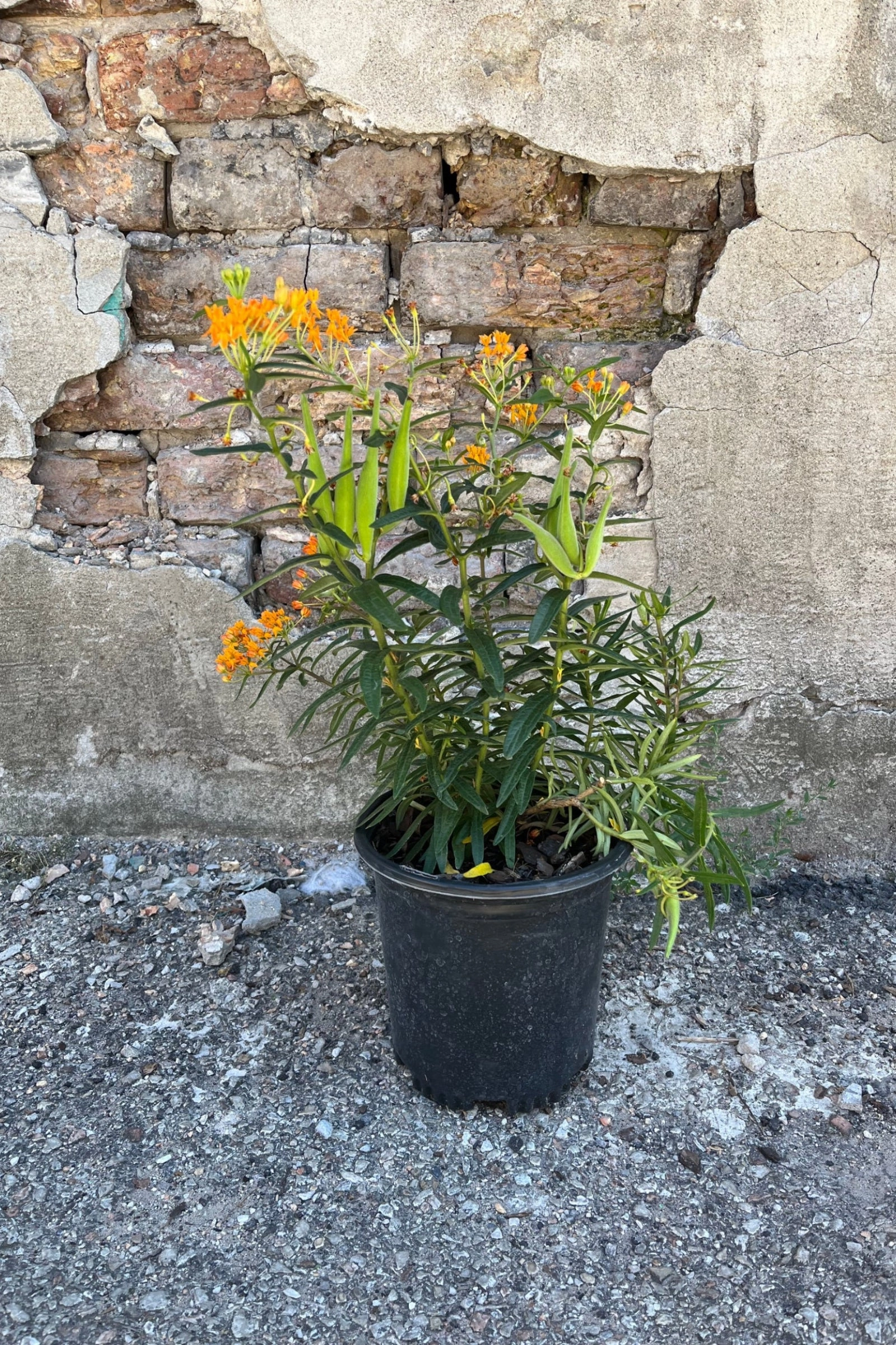 Asclepias tuberosa #1