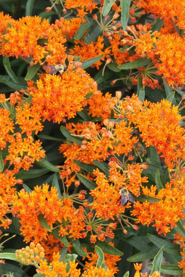 Asclepias tuberosa #1