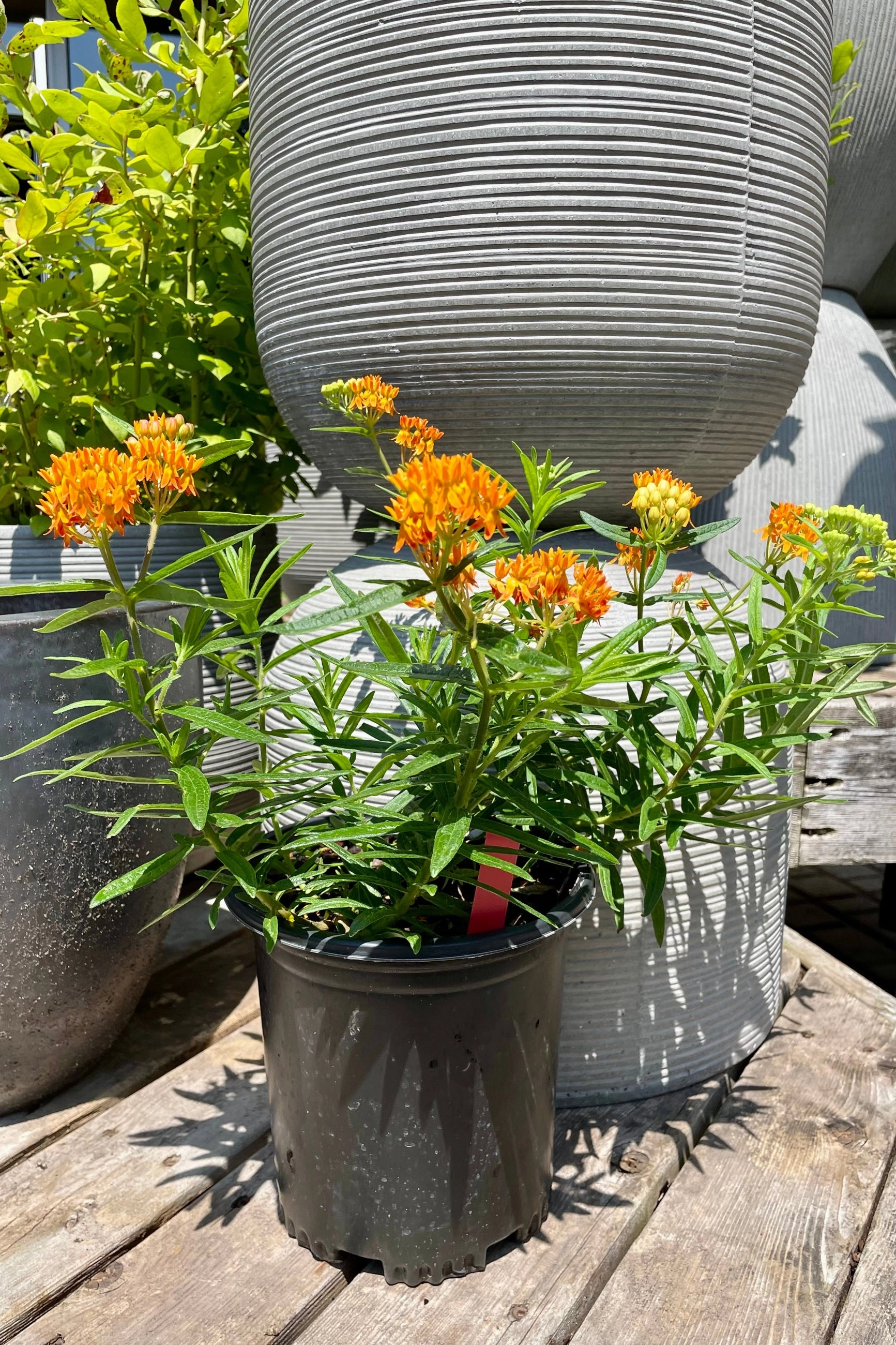 Asclepias tuberosa #1