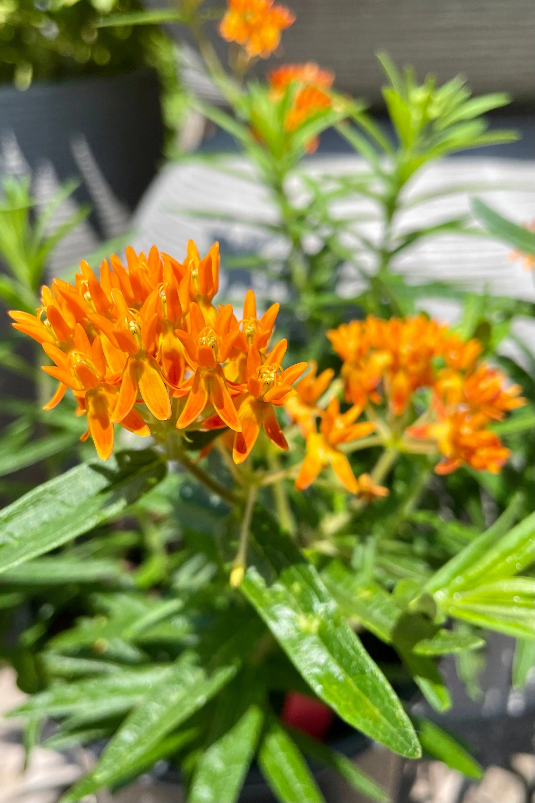 Asclepias tuberosa #1