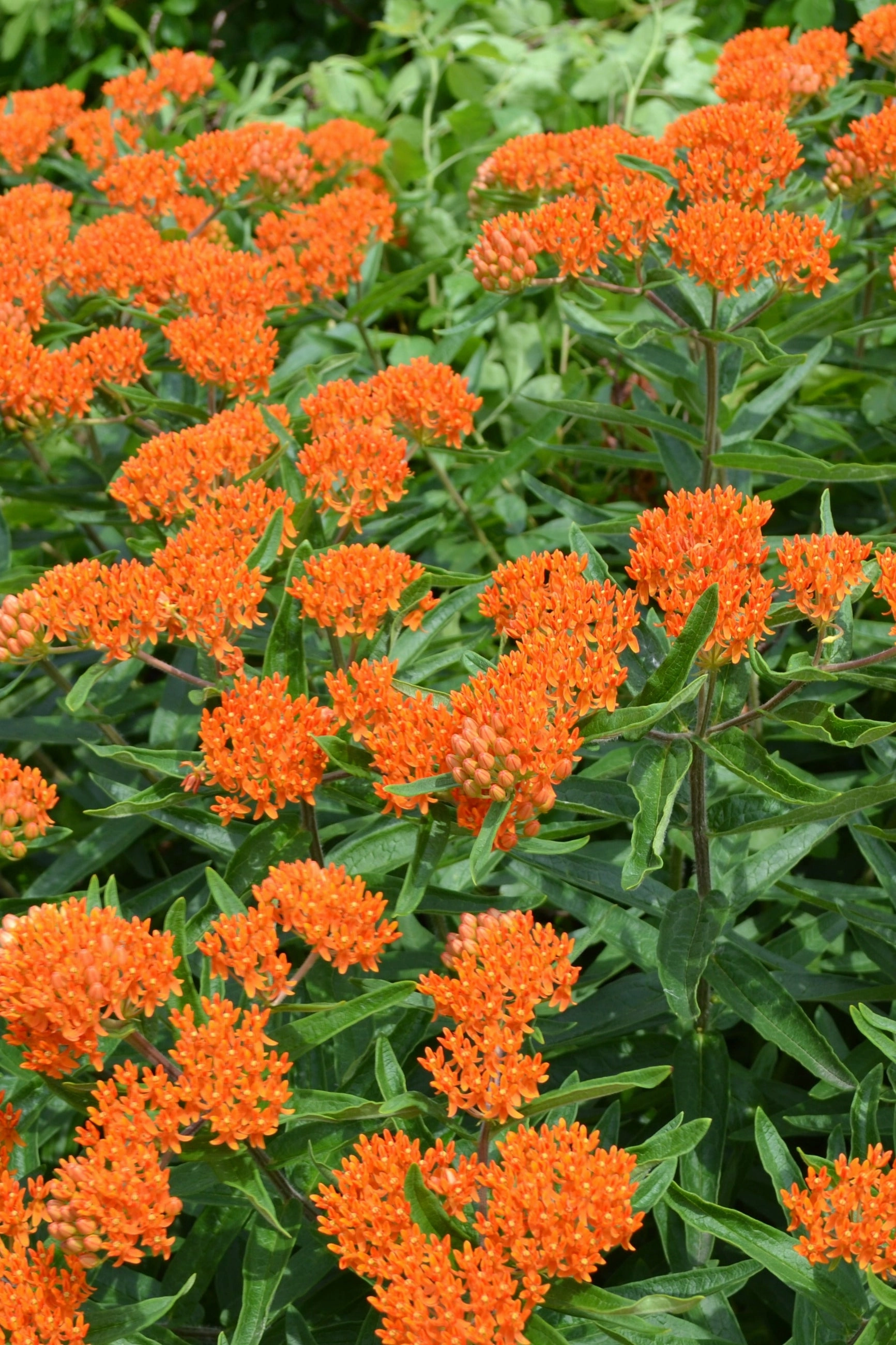 Asclepias tuberosa #1