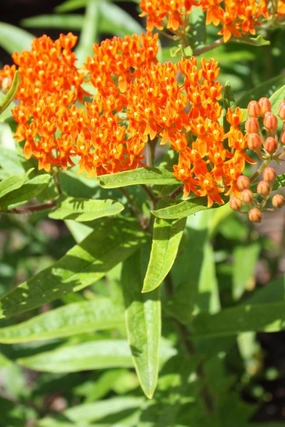 Asclepias tuberosa 1qt decorative flowerpot  