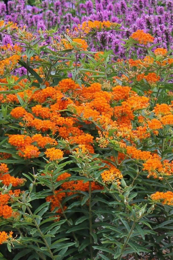 Asclepias tuberosa 1qt