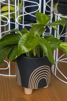 Asha Pot plant seeds  