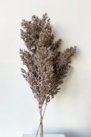 Asparagus Ming Dusty Pink Color Preserved Bunch indoor houseplants  