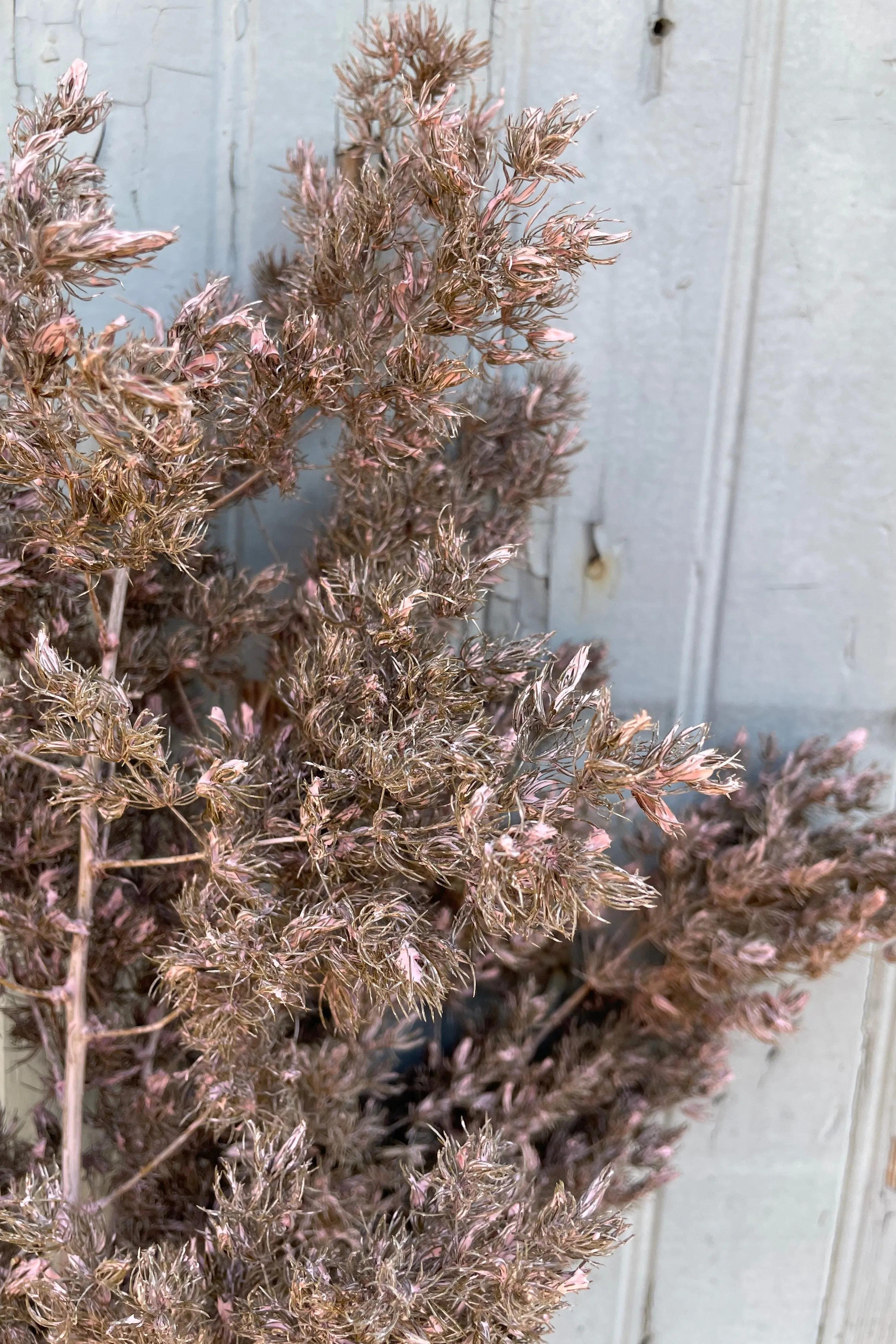 Asparagus Ming Dusty Pink Color Preserved Bunch