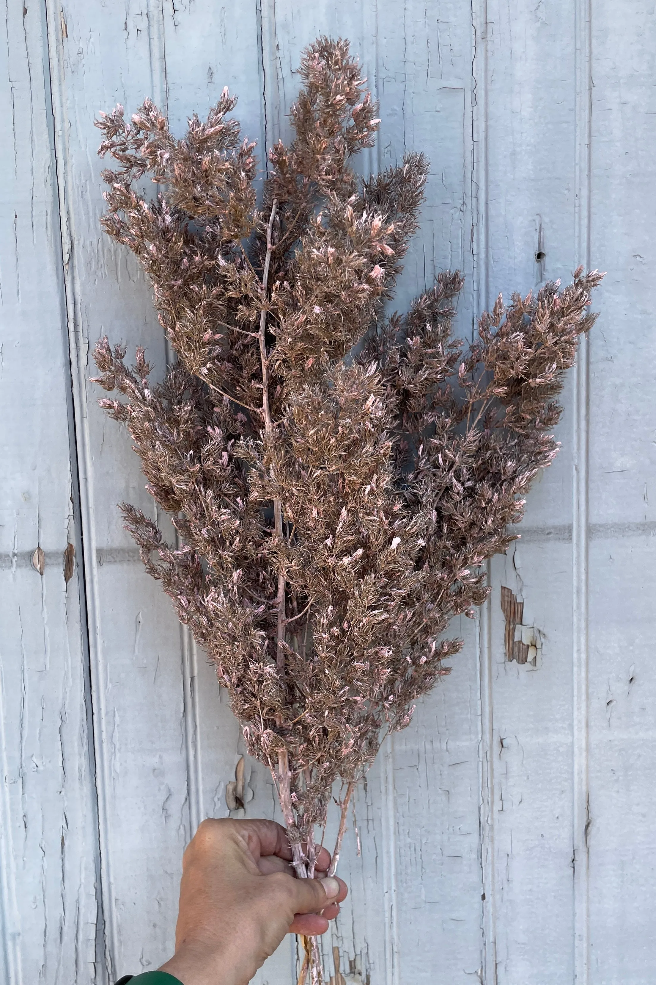 Asparagus Ming Dusty Pink Color Preserved Bunch