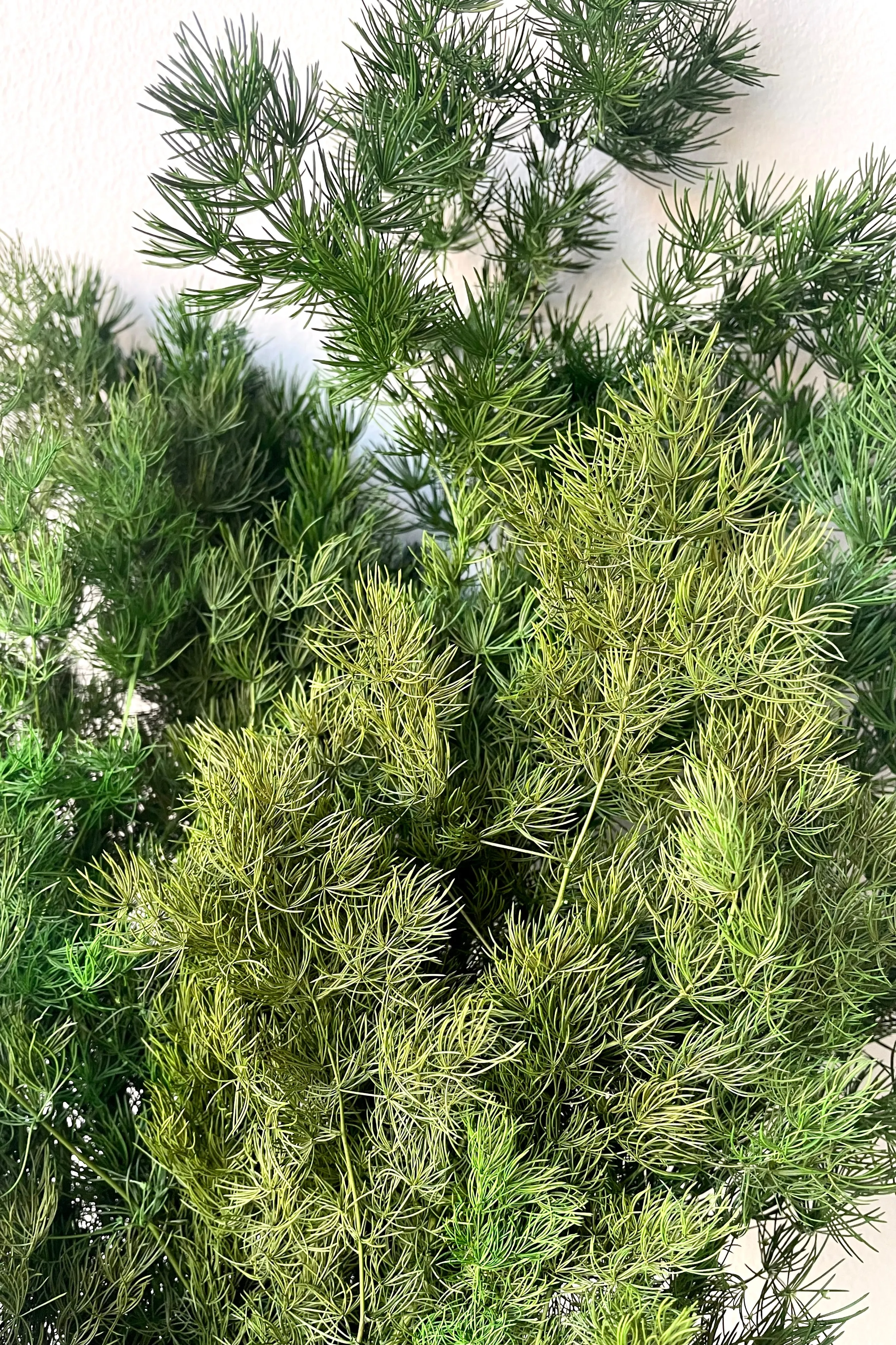 Asparagus Ming Natural Color Preserved Bunch