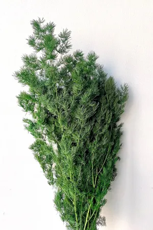 Asparagus Ming Natural Color Preserved Bunch indoor houseplants  