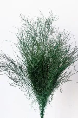 Asparagus trifle Natural Color Preserved Bunch indoor houseplants  