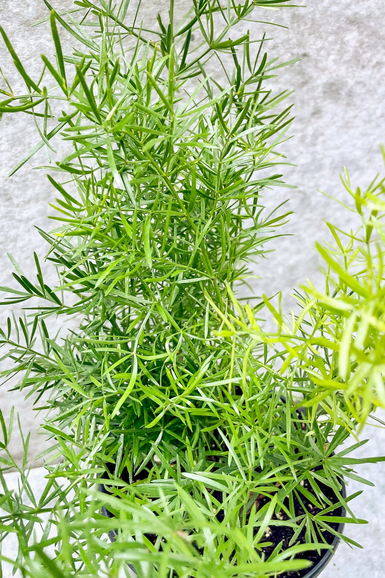 Asparagus aethiopicus 'Sprengerii' 4" medium flower pot  
