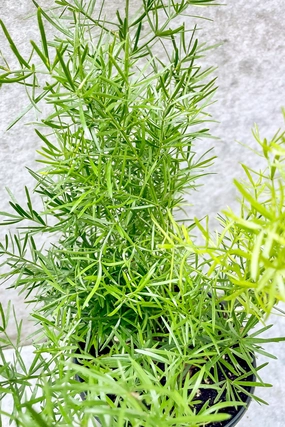Asparagus aethiopicus 'Sprengerii' 4" medium flower pot  